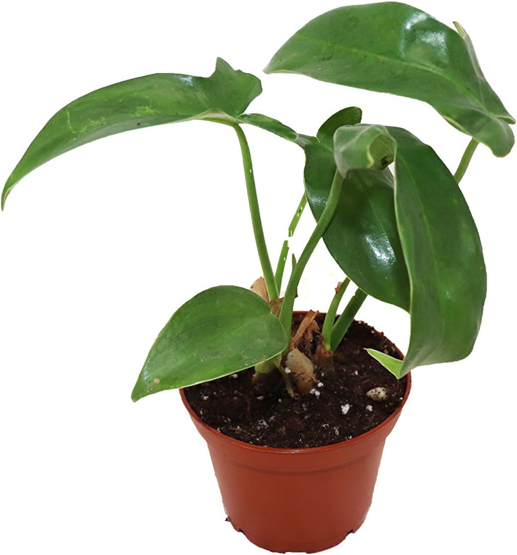 Philodendron Pedatum - 2" from California Tropicals