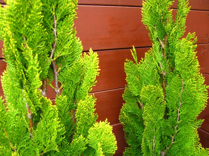 Amazon.co.jp: エレガンテシマ4本セット（コニファー） ～グリーン系