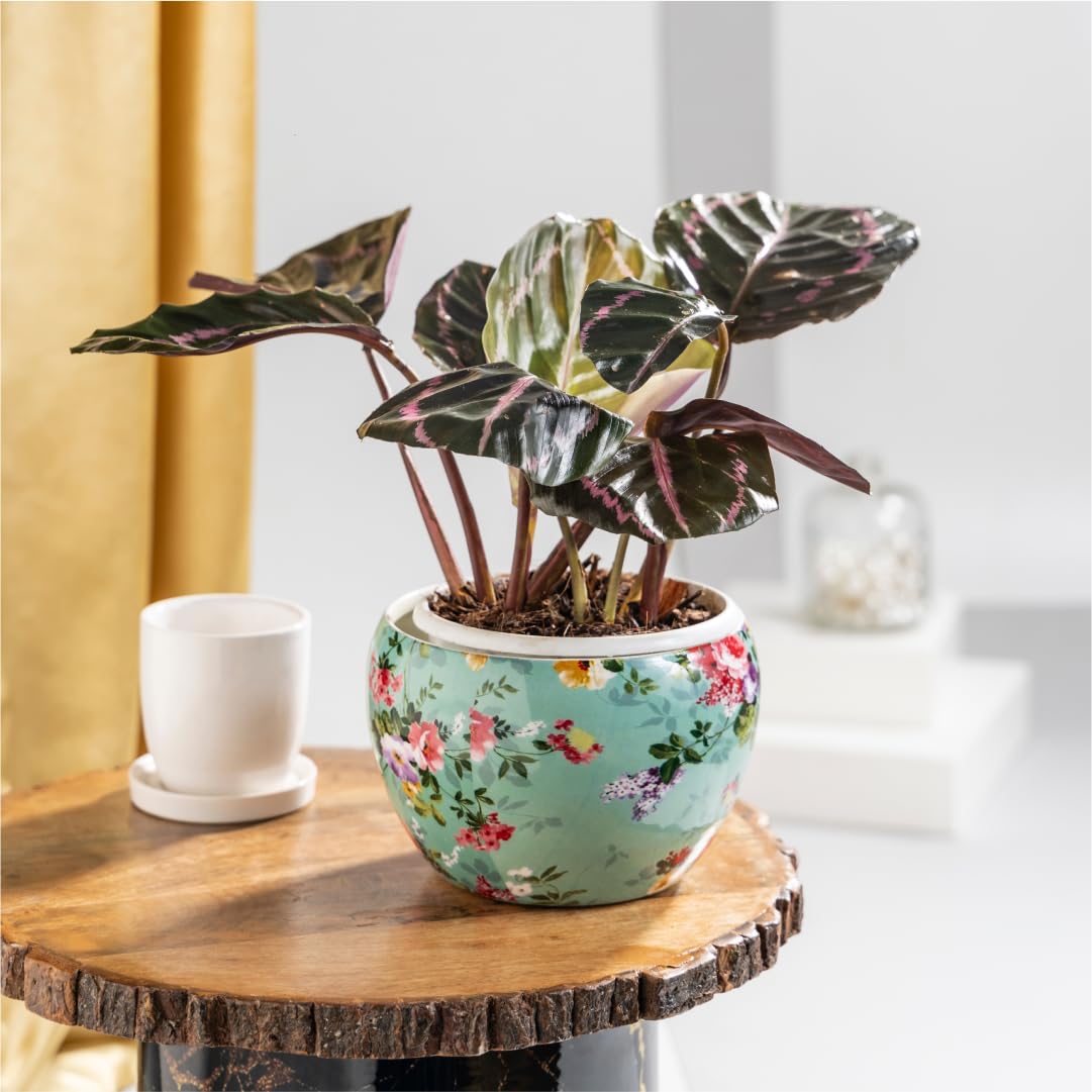 Floral Boutique Calathea Dottie Plant with Metal Pot in Floral Print, Live Indoor Plants for Living Room, Plant Stand for Balcony, Stylish Pots for Indoor Plants and Decor (B0D8GY62GT) Amazon Price History, Amazon Price Tracker