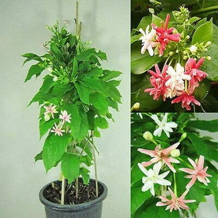 Creative Farmer Rare Rangoon Creeper - Fragrant Madhumalati Plant Healthy Live Climber (B0C7V7VQKB) Amazon Price History, Amazon Price Tracker