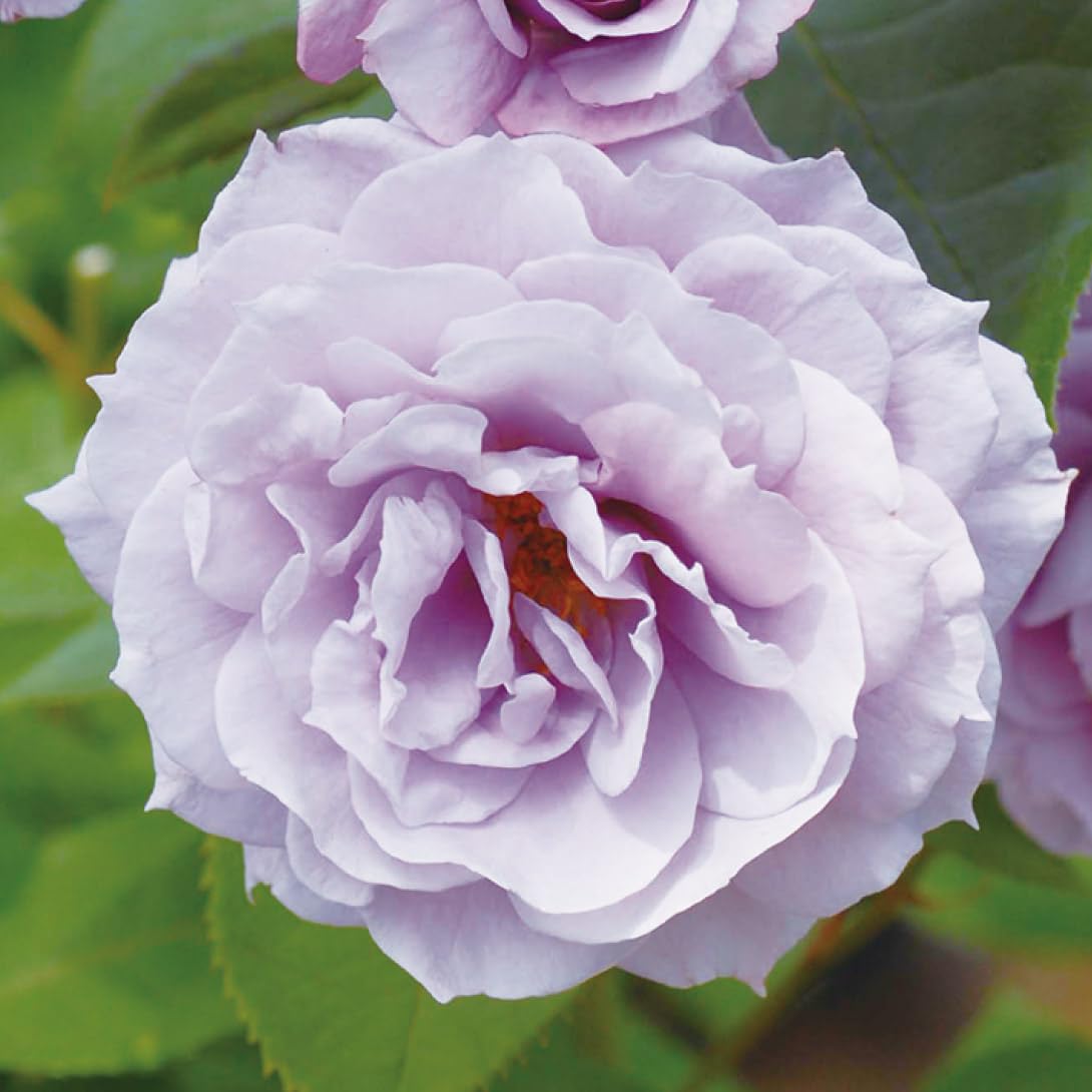 ☆どきんちゃん☆バラ苗セット Amazon.co.jp: kokkaen: バラ苗