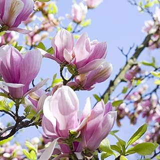 You Garden - 1 x Magnolia 'Soulangiana' in a 9cm Pot Ready to Plant Out Established Plants for Garden, Patios and Containers