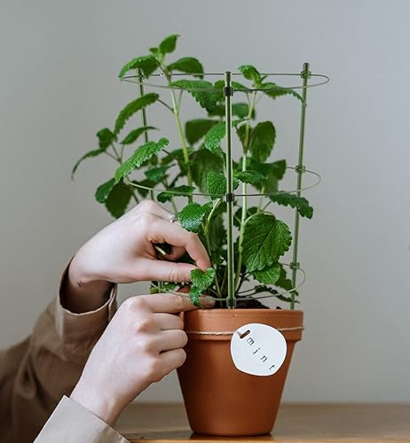 Miniatura 4 de Paquete de 3 jaulas de tomate para jardín, 18 pulgadas, estaca para plantas de enrejado de pepino con anillos ajustables para verduras, flores,
