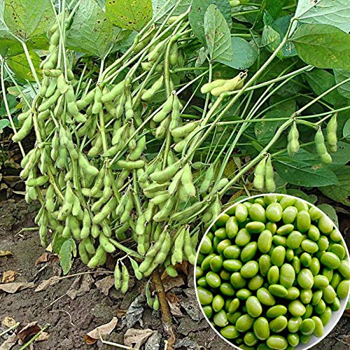 GETSO Las Semillas del Paquete: 25 PC Verdes Semillas de Soja de Edamame vehículos orgánicos Semillas