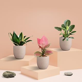 Greenkin Indoor Plants Combo of 3 Live Plants in 4.5 inch Eco Pots - Pink Aglaonema Plant, Snake Plant, and Birkin Plant | Price In India