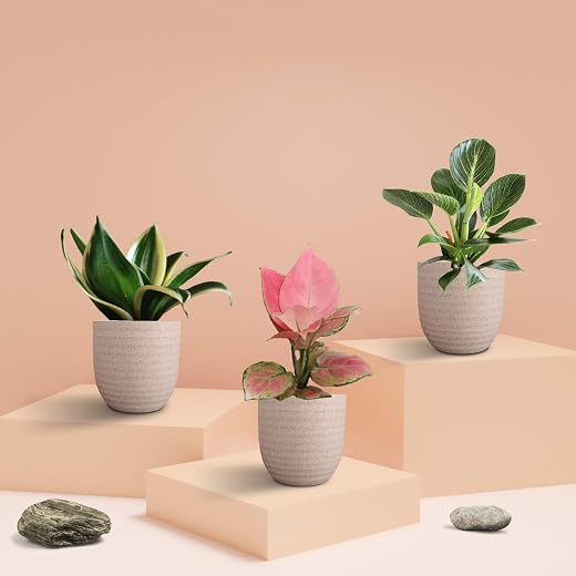 Greenkin Indoor Plants Combo of 3 Live Plants in 4.5 inch Eco Pots - Pink Aglaonema Plant, Snake Plant, and Birkin Plant |