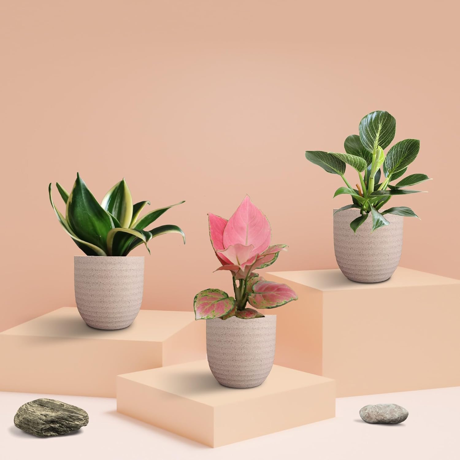 Greenkin Indoor Plants Combo of 3 Live Plants in 4.5 inch Eco Pots - Pink Aglaonema Plant, Snake Plant, and Birkin Plant |...