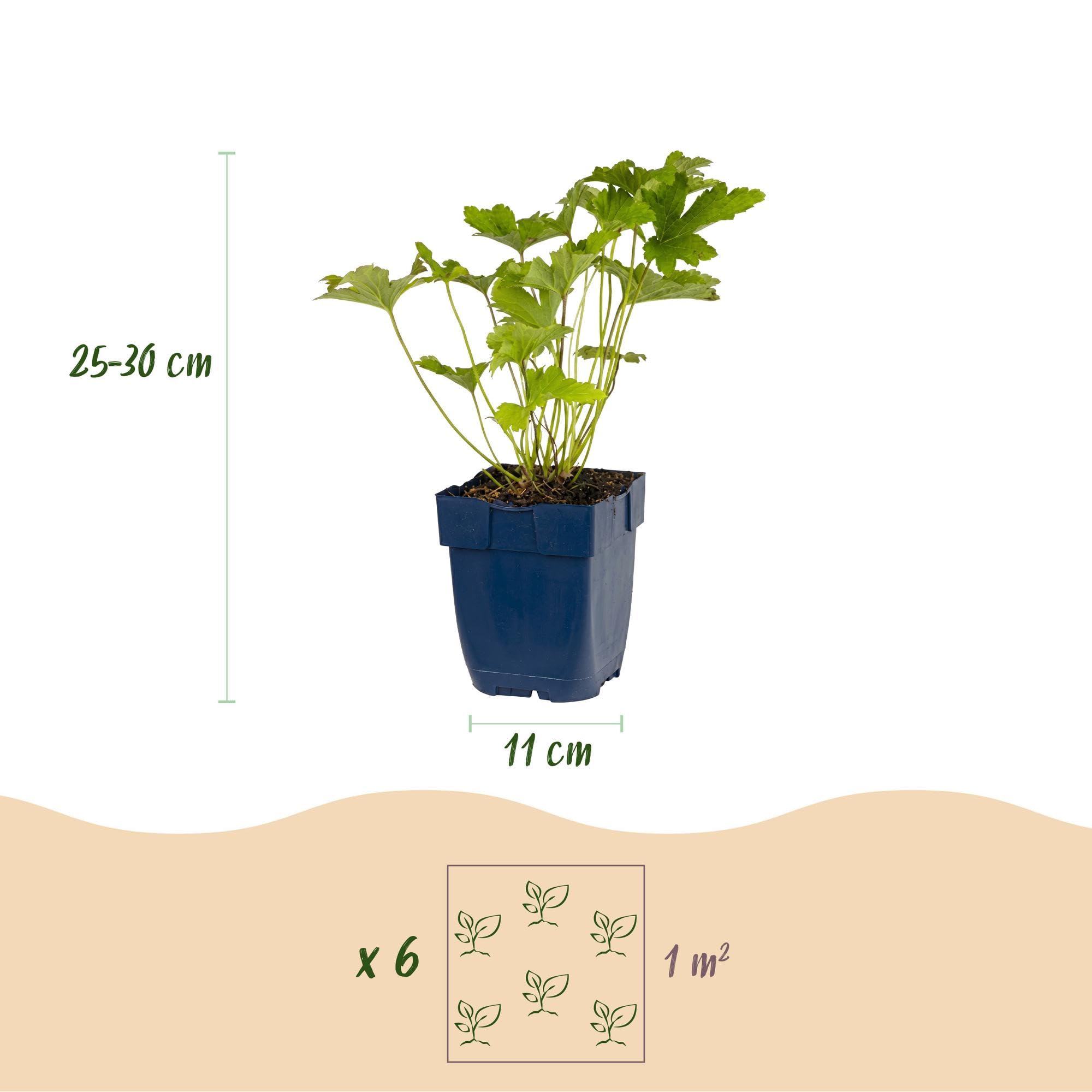 Piante Perenni da Ombra, Piante Vere per Giardino, Set da 6, Vaso 11cm