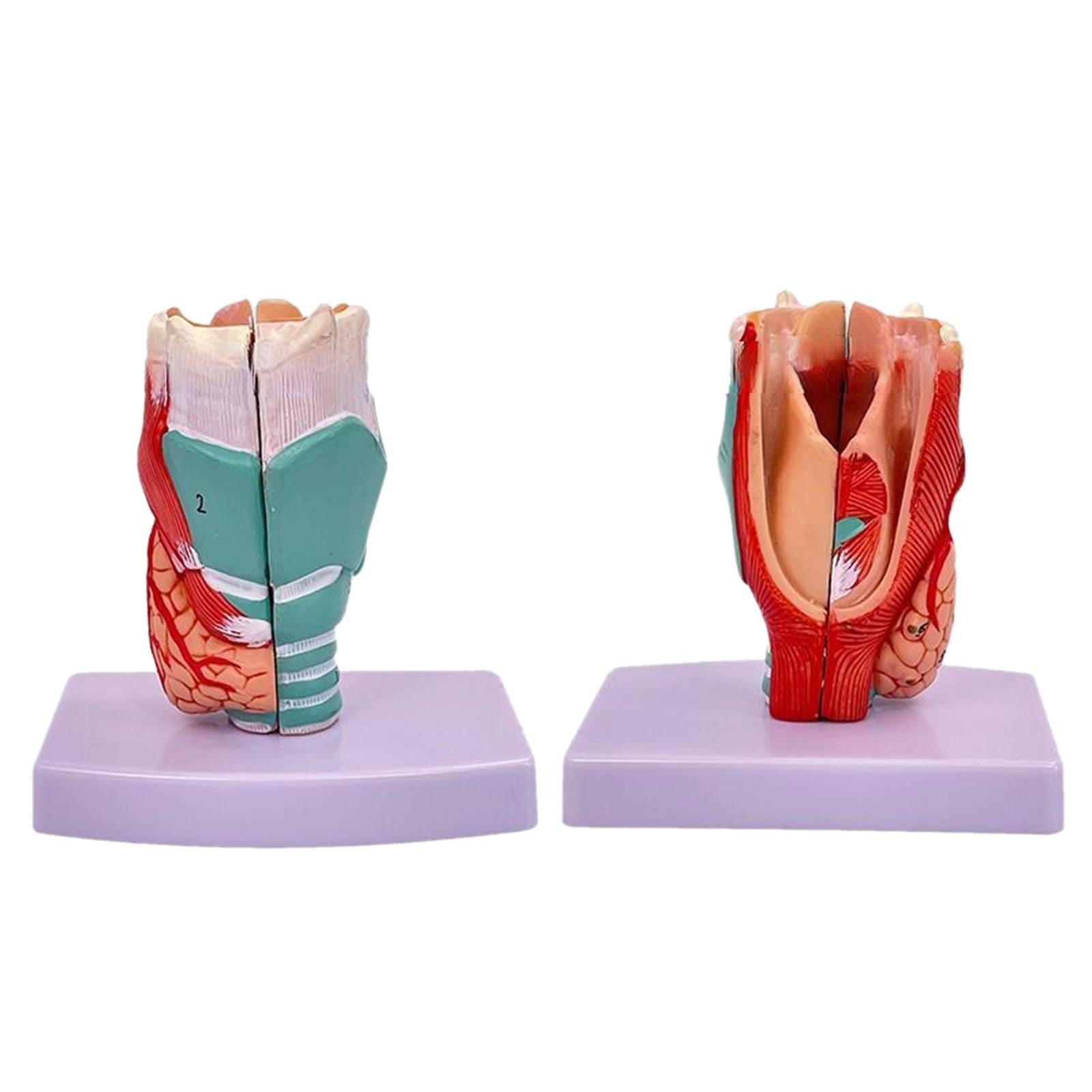 Modèle anatomique de larynx amovible - Modèle d'anatomie de la gorge humaine - Taille réelle - Accessoire d'enseignement pour étudiants - Cordons vocaux larynx