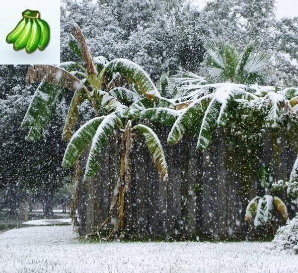 Amazon.co.jp: 極耐寒 2本 巨大 芭蕉 5メートル ジャパニーズ