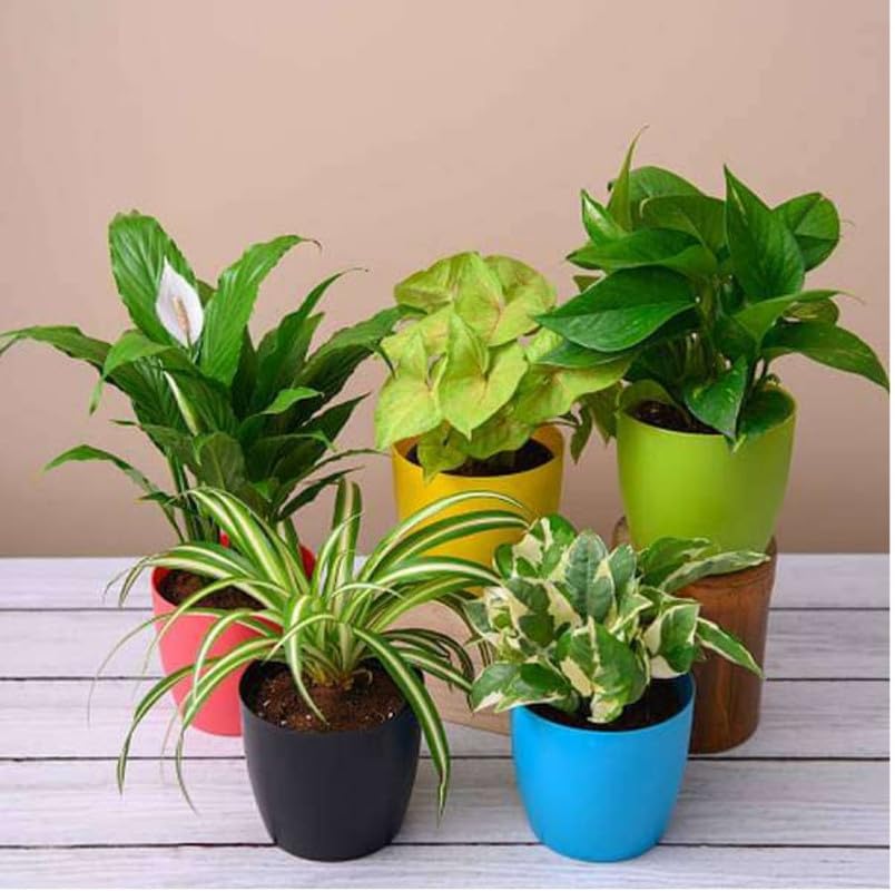 Vibrant Green Indoor Plants for Living Room Home Decor Set of 5 Plant Combo Live Plant with Pot - Syngonium Plant, Money Plant,Spider Plant,Peace Lily Plant,Pothos Plant| Airpurifying Plant, Dcor (B0CNMVN29K) Amazon Price History, Amazon Price Tracker