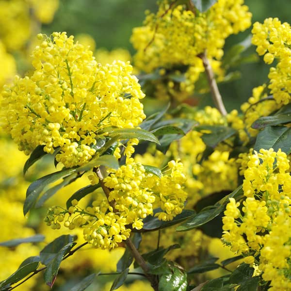Mahonia aquifolium 'Apollo' 25–30 cm Vaso – Arbusto compatto sempreverde con fiori gialli