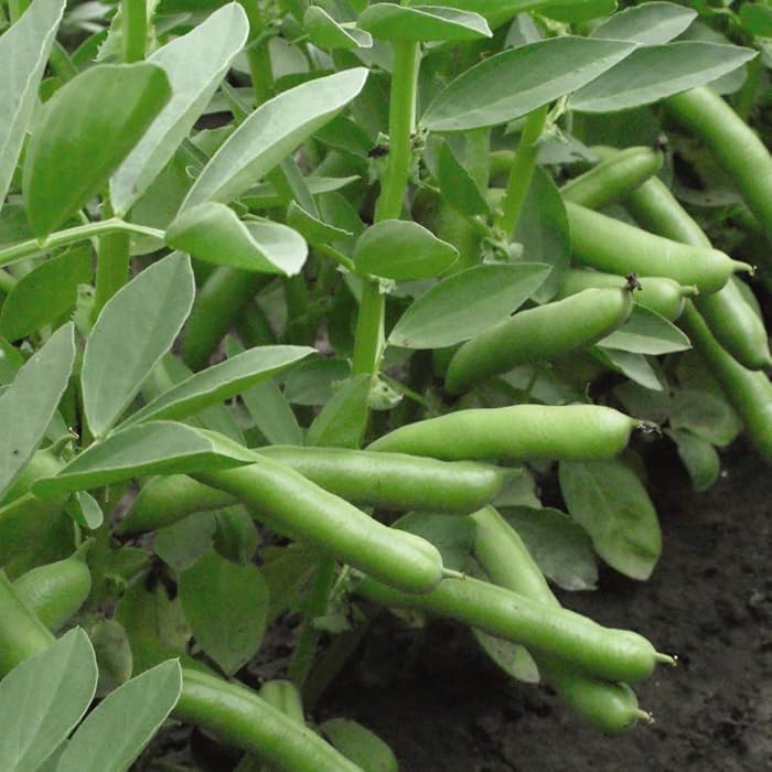 Buy Broad Bean Seeds 'De Monica' Vicia faba Fava Beans Hardy Annual Vegetable Garden Plants Easy