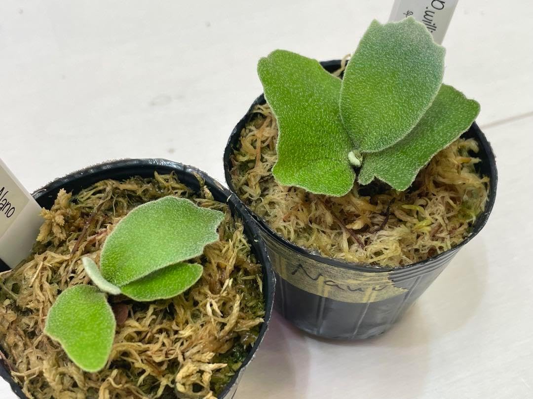 火入□赤絵 火入れ 平安 景雲 花絵 手あぶり 共箱 灰付き 京焼 骨董品□