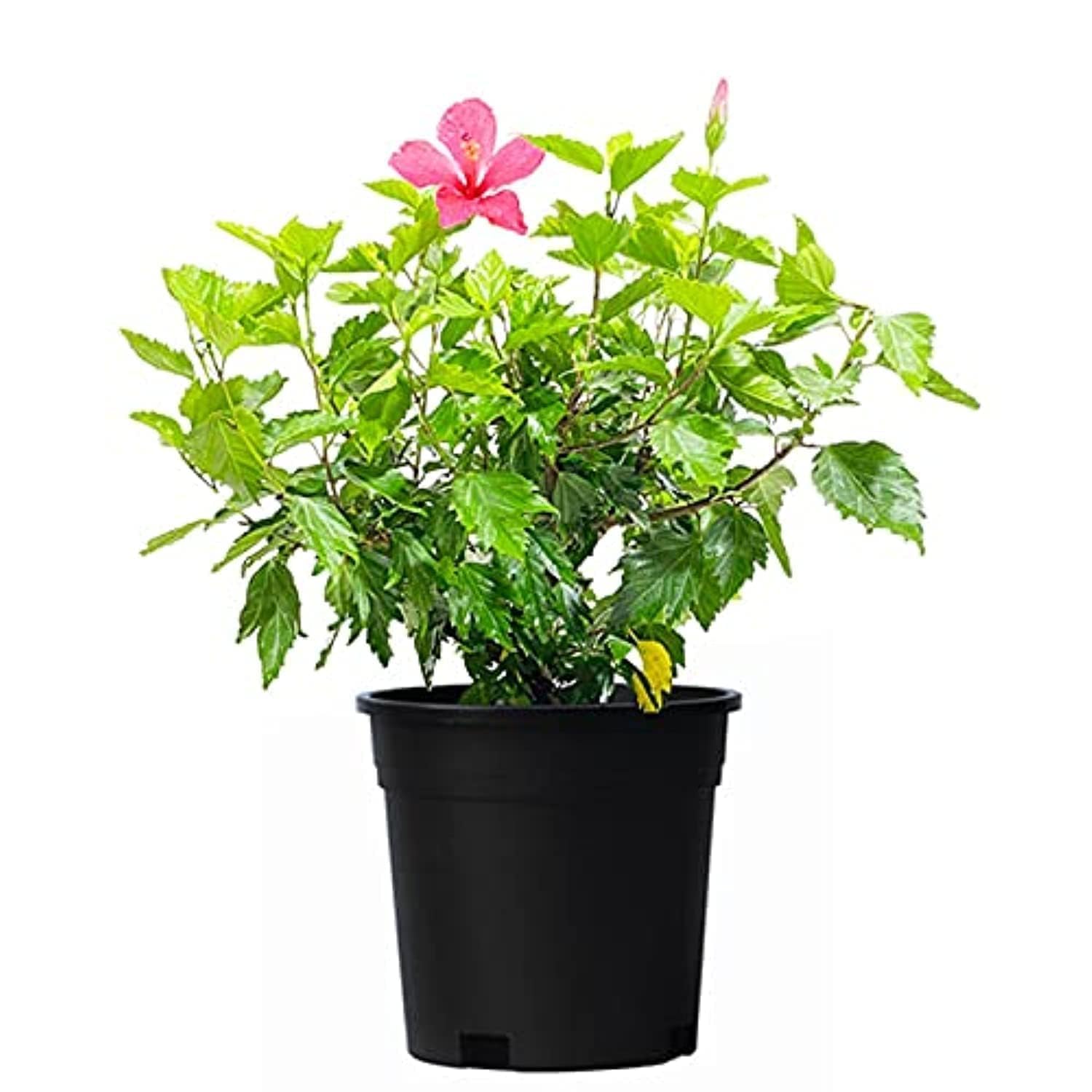 Hibiscus Plant 50-60 CM - Fresh Outdoor Flowering Plant Perfect for Enhancing Your Garden with Vibrant Blooms