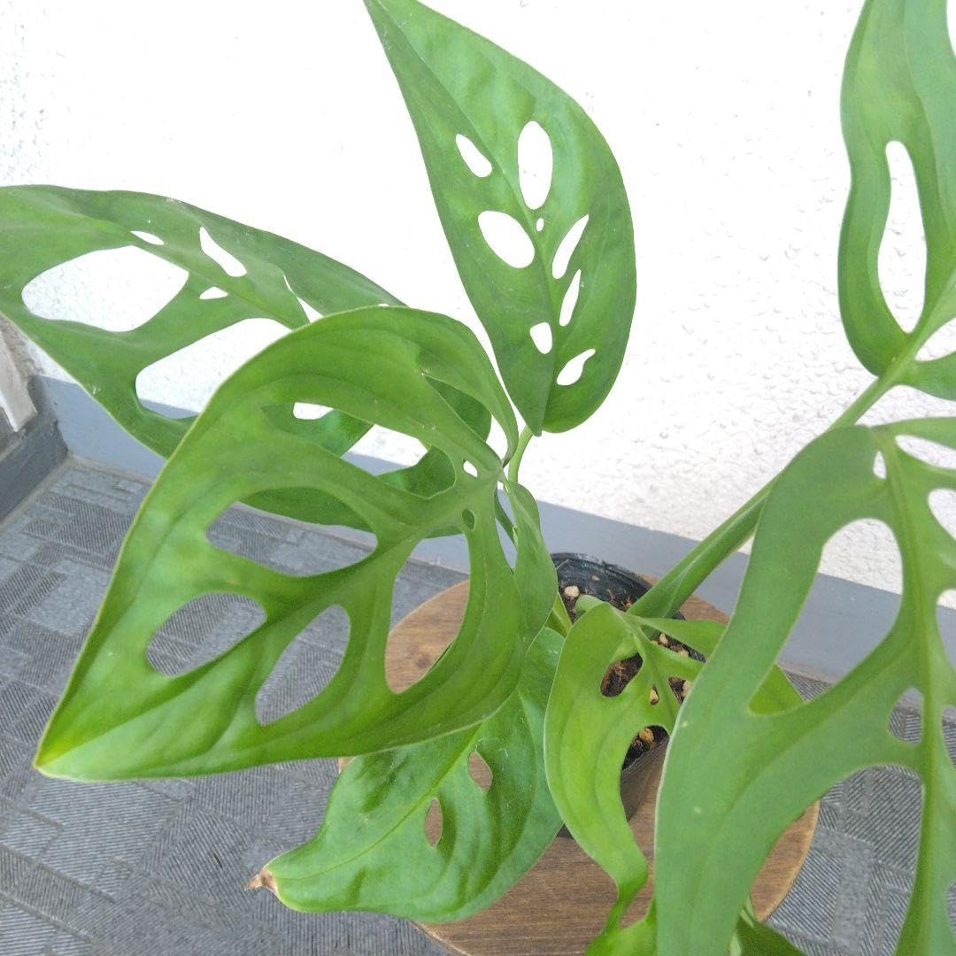 超希少❗️モンステラ　エスケレート✨ モンステラ祭り✨】モンステラ エスケレート 希少 レア 人気