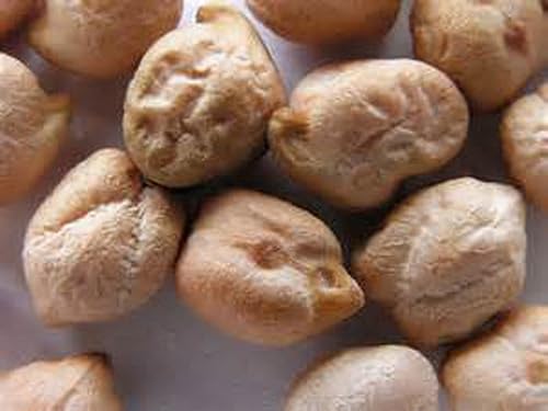 Miniatura 3 de garbanzo Bean Seed microgreen sprouting 9oz orgánico semilla Non OMGPaís Creek LLC marcaSemillas de alta Sprout germination- Comestible jardinería