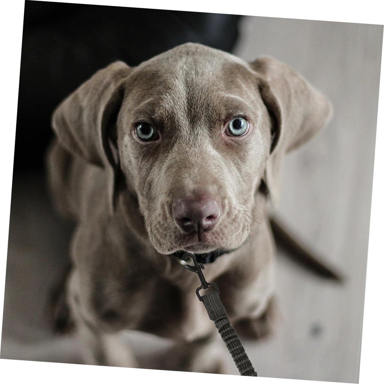 iplusmile 3stücke Hundeleine Für Hunde Koppelleine Outdoor Spaziergang Wiederverwendbare Leine Mit Reflektoren Einfach Zu Handhaben Und Verstauen Für Große Und Kleine Haustiere