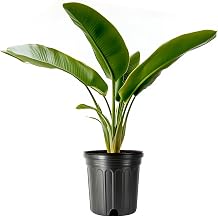 Yellow Bird of Paradise | 2 Large Trade Gallon Size Pots | Caesalpinia gilliesii | Bright Tropical Plants for Garden Design and Home Decor | Vibrant Foliage
