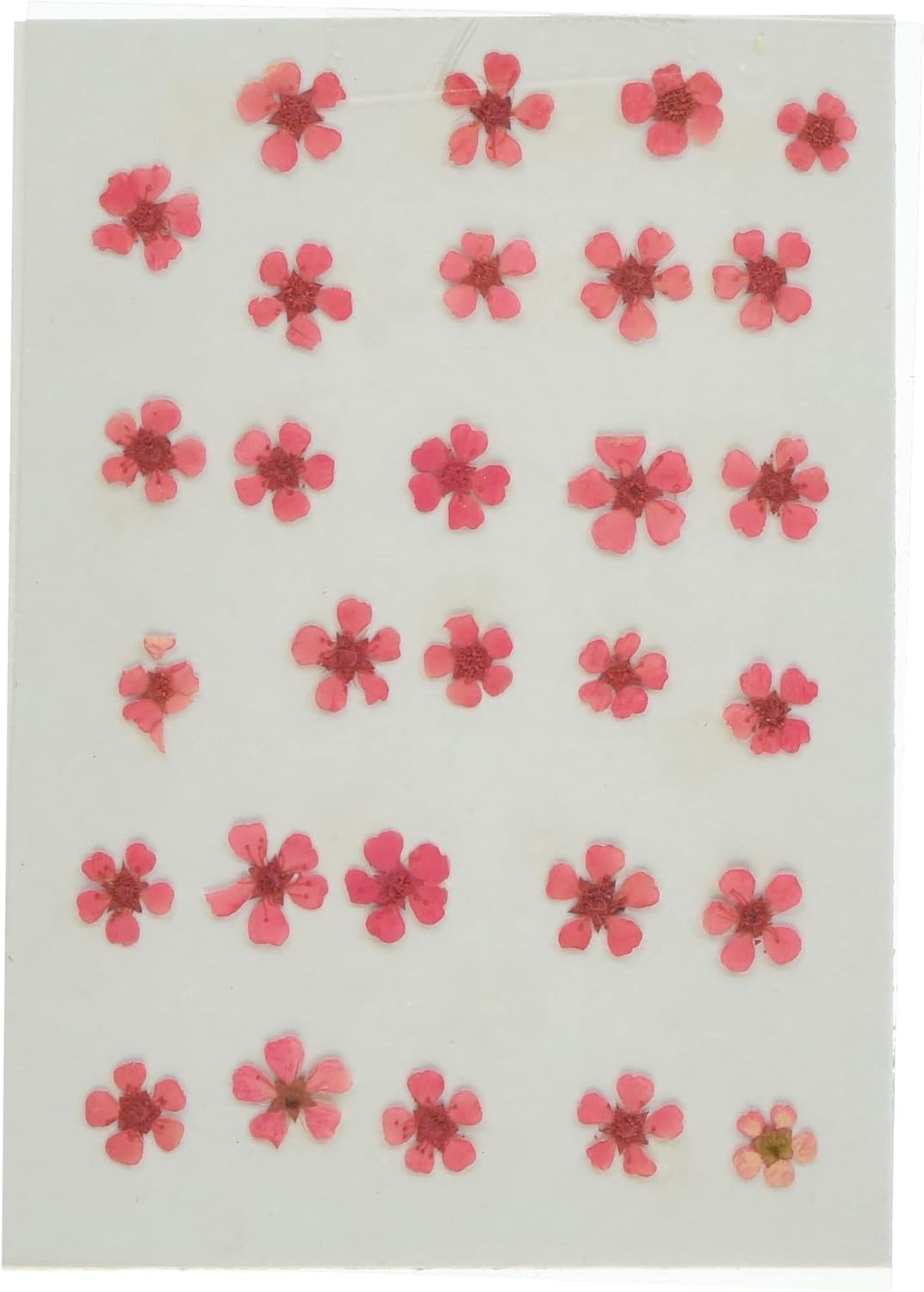Fukusan Pressed Flower Pack, Kodemari (Purple), Pack of 28, Perfect for Nails, Resins, Herbarium, Soap, Candles, Etc