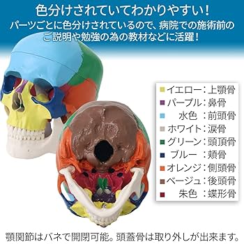 Qeeboo   頭蓋骨の形をした　スツール Amazon.co.jp: ERLER ZIMMER (ドイツ エルラージマー社) 22