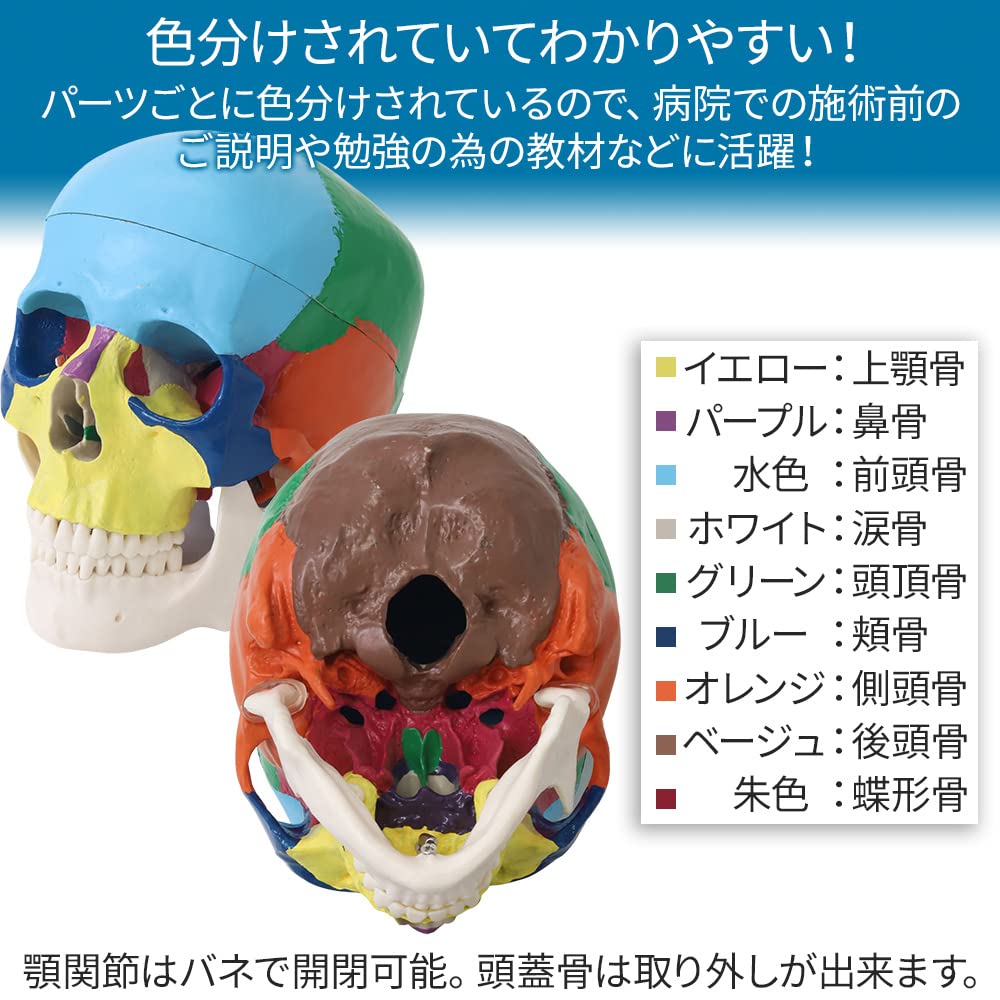 Amazon.co.jp: UPstore 頭蓋骨模型 実物大 可動式頭蓋模型