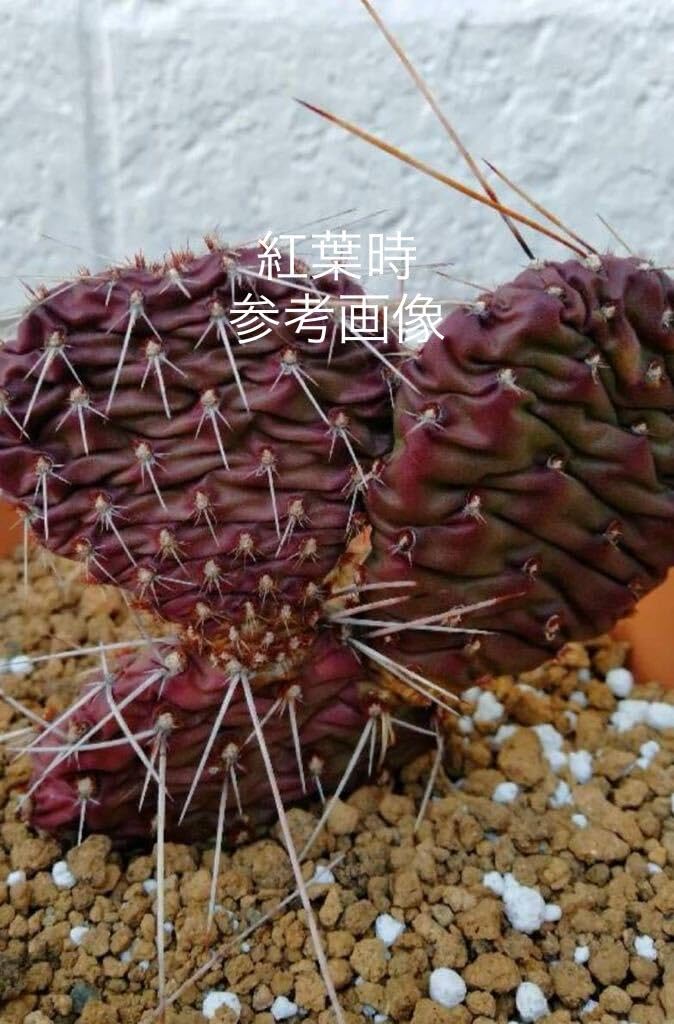 耐寒性強オプンチア団扇サボテン群生フミフサ◇南国ドライガーデン多肉アガベ ユッカ 耐寒性強オプンチア団扇サボテン群生フミフサ◇南国ドライ