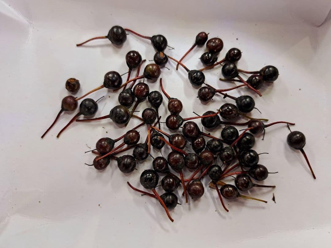 天然榊の種 本榊 天然 ５０粒+&alpha; 種