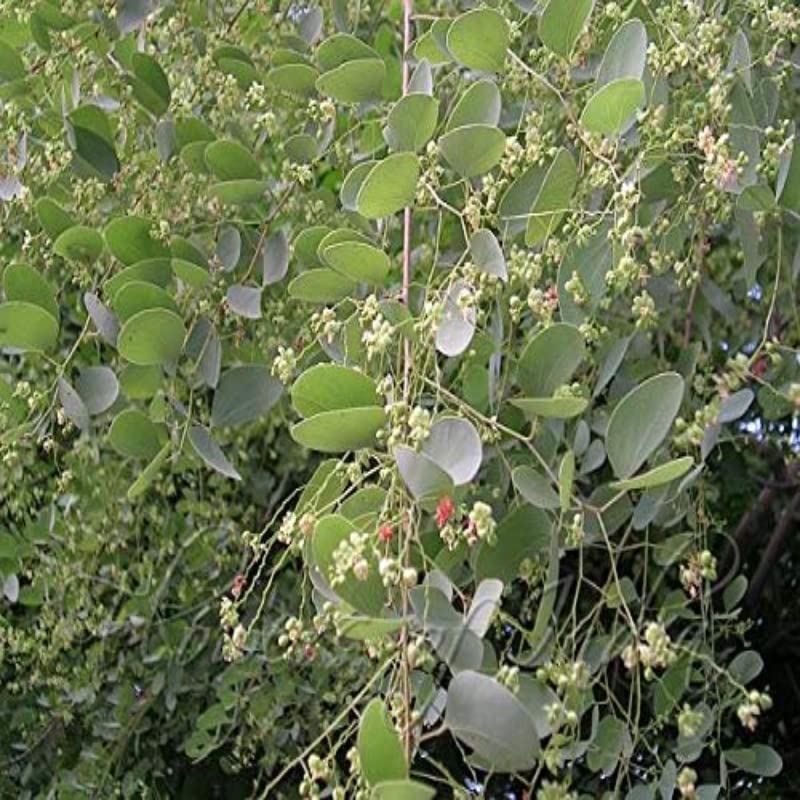 SHOP 360 GARDEN Anjan tree Seeds - Ornamental and Avenue tree seeds - (Hardwickia binata Seed) Pack of 100 grams For Growing (B0BNGN27YL) Amazon Price History, Amazon Price Tracker