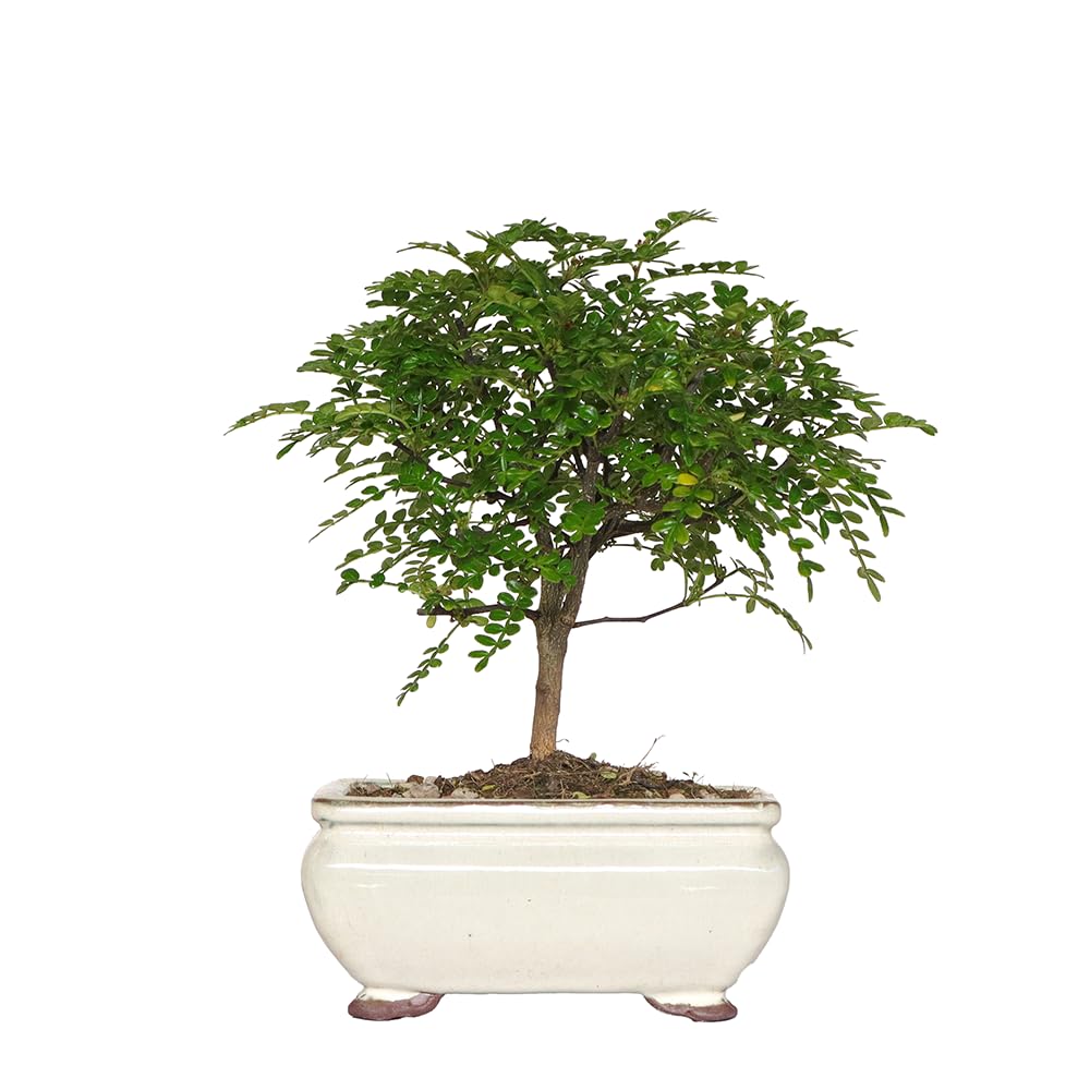KENTIS - Bonsaï Zanthoxylum Piperitum - Faux Poivrier Bonsai Plante Naturelle Intérieur Exterieur - Plantes d'Appartement Balcon Terrasse - H 17/23 cm Pot 8 cm