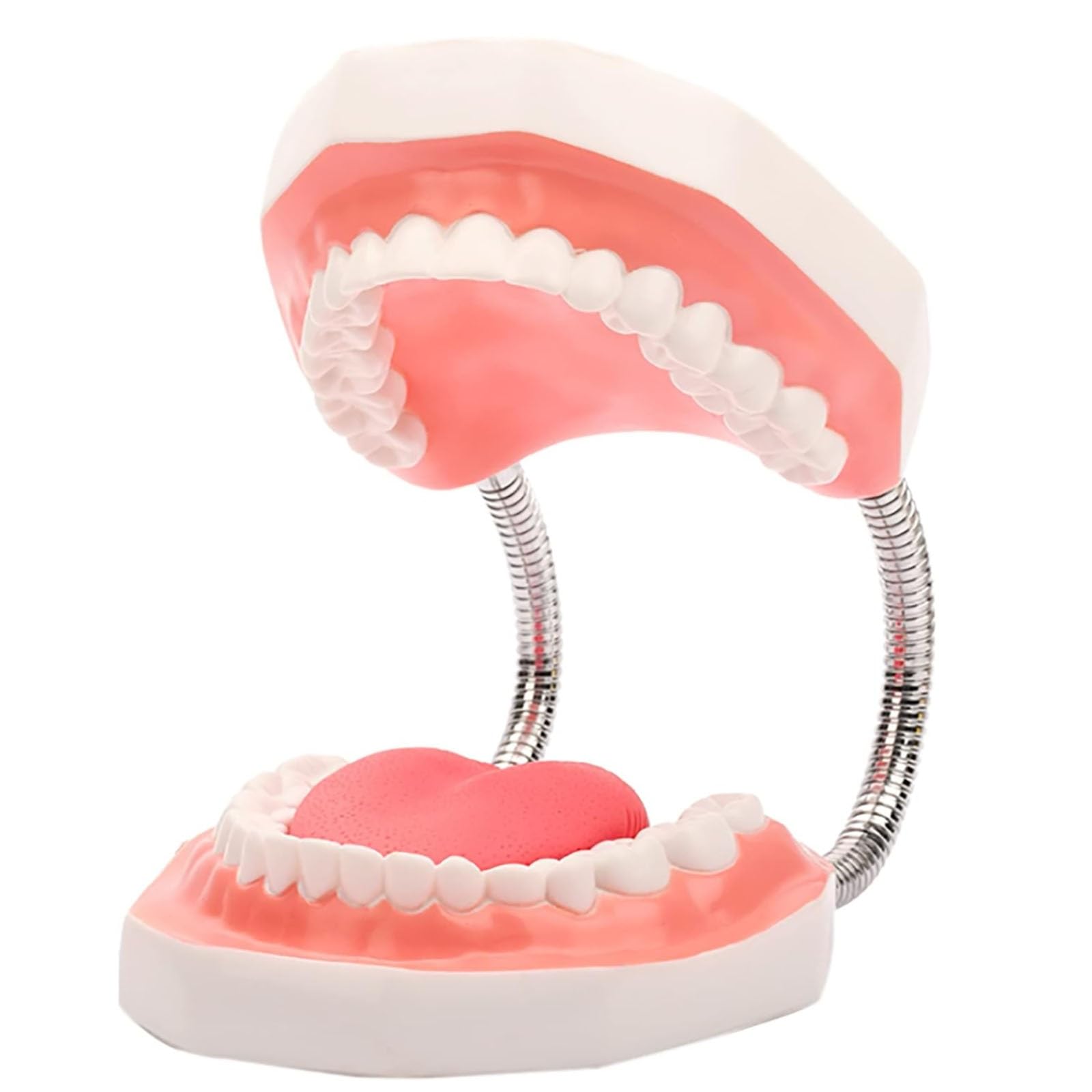Dental-Demonstration, 6-Fach vergrößertes Zahnmodell mit Abnehmbarer Zungenbürste für Kinder und zahnärztliches Mundpflege-Lehrmodell