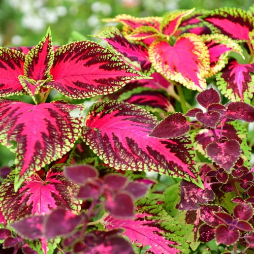 Park Seed Giant Exhibition Complete Mix Coleus Seeds, Large Multi-Colored Foliage on Compact Plants, Classic Victorian Houseplant or Shade Garden Accent, Pack of 20 - Image 7