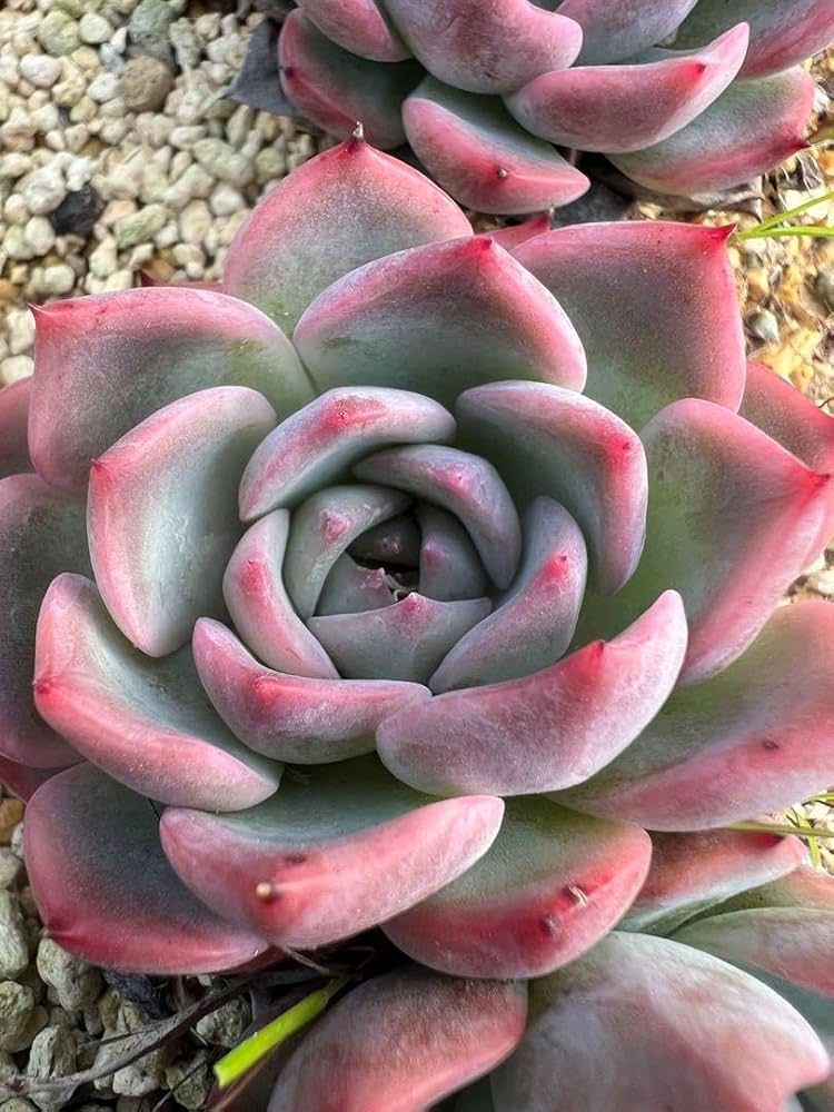 129. 多肉植物 キャラリアン 830円【抜き苗】 129. 多肉植物 キャラリアン 【抜き苗】