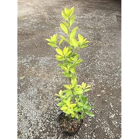 オウゴンマサキ 樹高0 4m前後 15cmポット 単 品 おうごんまさき 黄金マサキ 販売 苗 植木 苗木 庭木 垣根 生垣 生け垣 生垣用 目隠し 木 植木 Amazon