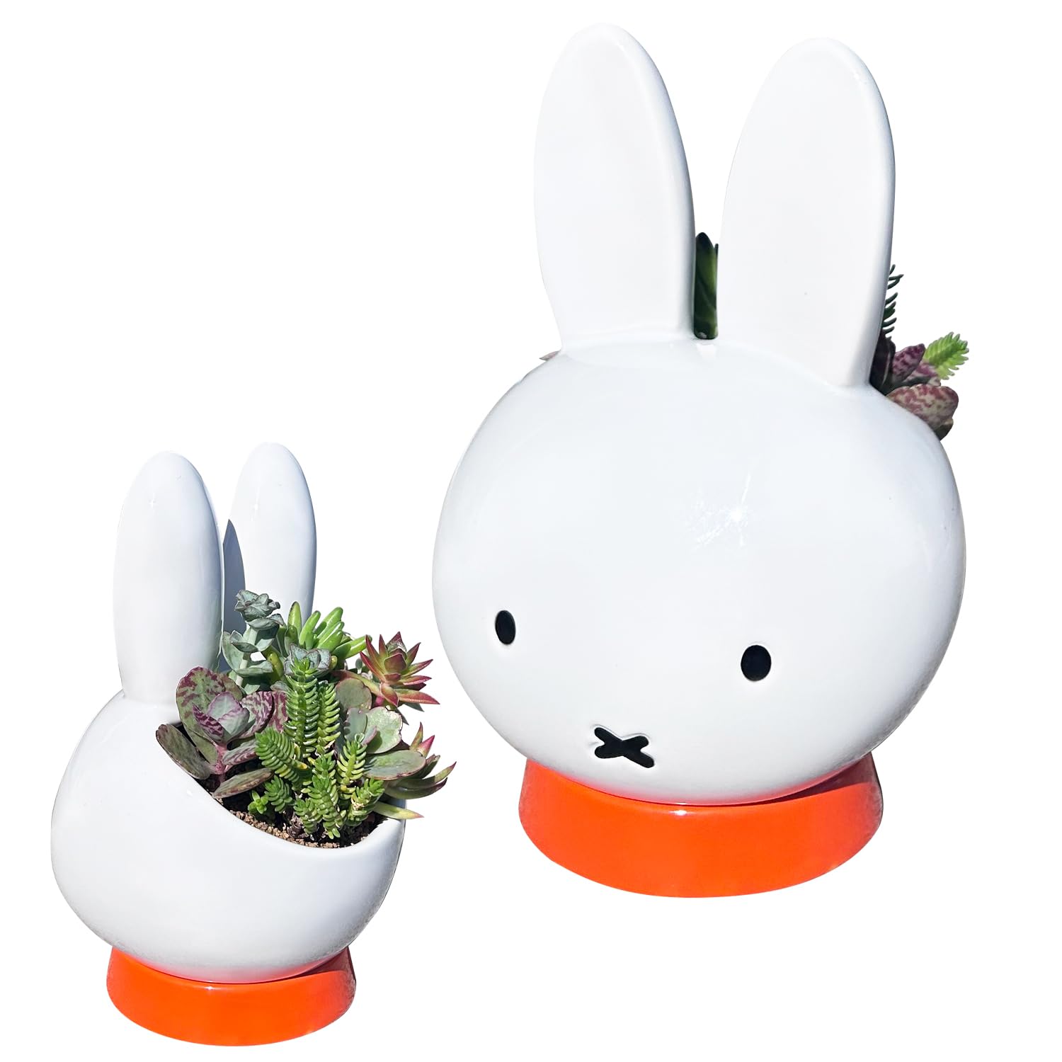 Amazon.co.jp: 花のギフト社 多肉植物 ミッフィー うさこちゃん 本物