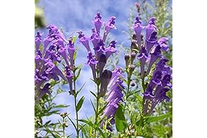 20 Skullcap Herb Seeds | Perennial Siberian Magic