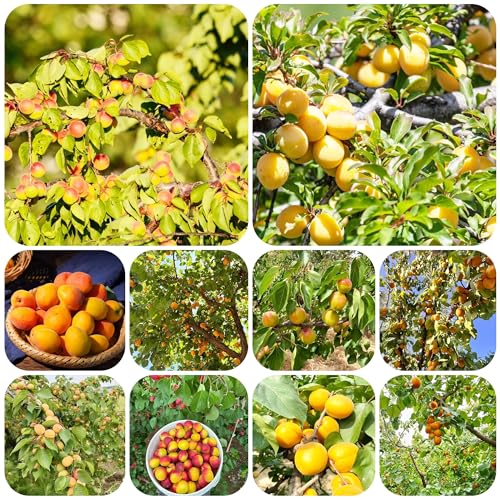 Semillas de albaricoquero - Serie de plantas raras - albaricoquero planta de balcón albaricoque, semillas orgánicas jardín árbol frutal planta ajedrea plantas 80pcs