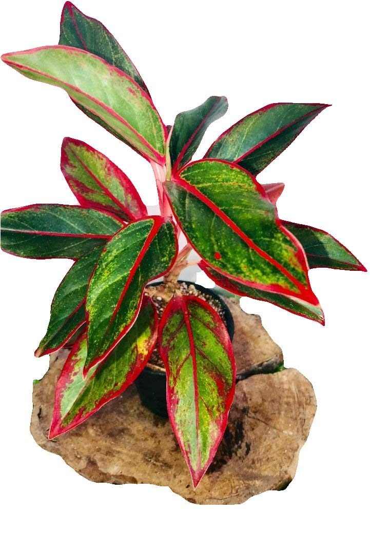 The Four Seasons Aglaonema Siam Lipstick Red Natural Live Plant in Nursery Pot (B077KWXVBH) Amazon Price History, Amazon Price Tracker