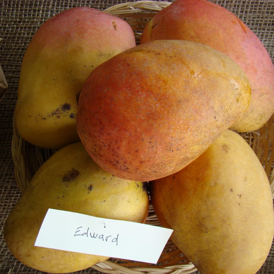 M-Tech Gardens Mango Fruit Plant (Edward, Grafted Hybrid) Exotic 1 Live Fruit Plant