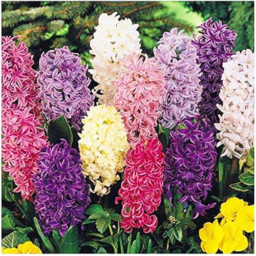 10 Large Mixed Hyacinth Bulbs - 16-17 cm Includes Purple Blue White Pink Yellow Orange Peach & 10 Varieties for a Stunning Spring Garden