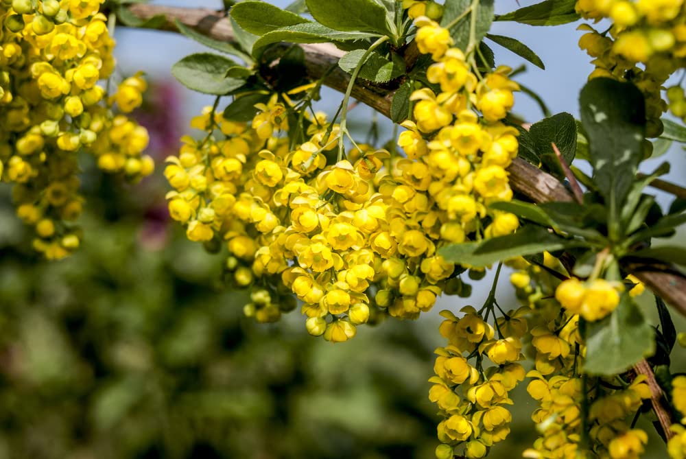 Amazon.com : 10 Barberry Tree Seeds - Berberis vulgaris : Patio, Lawn &  Garden