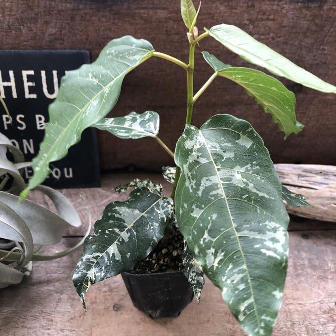 Amazon｜フィカス アスペラ パセーリー 観葉植物｜観葉植物 オンライン通販