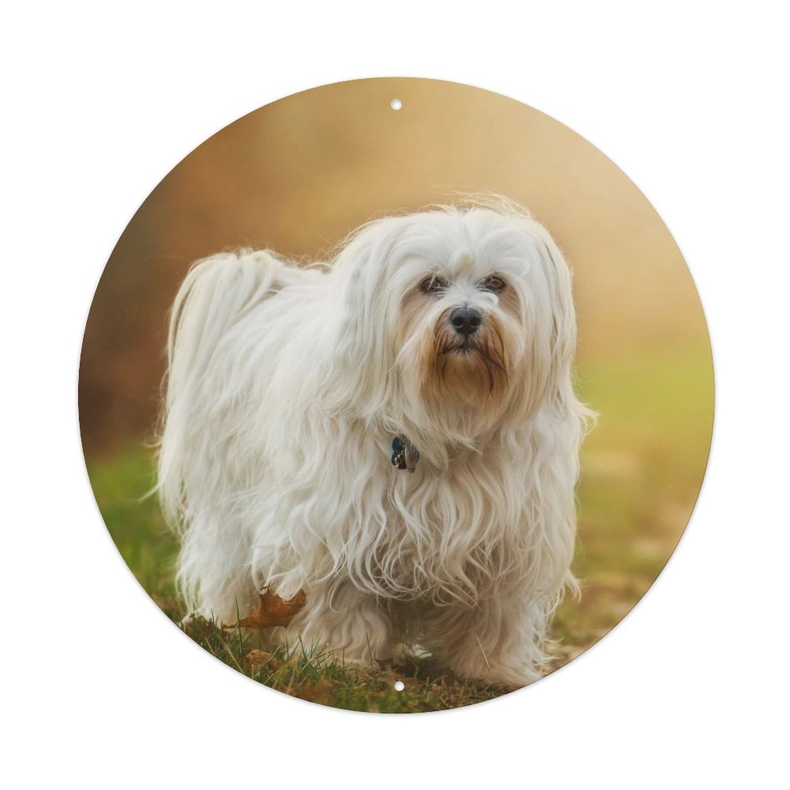 Cwbufd Vintage Style Animal Maltese Dog In Autumn Meadow With Sunset Light Vintage Metal Tin Sign Plaque Wall Decor For Cafe, Club Bar, Office, Garden Metal Poster 8X8inch