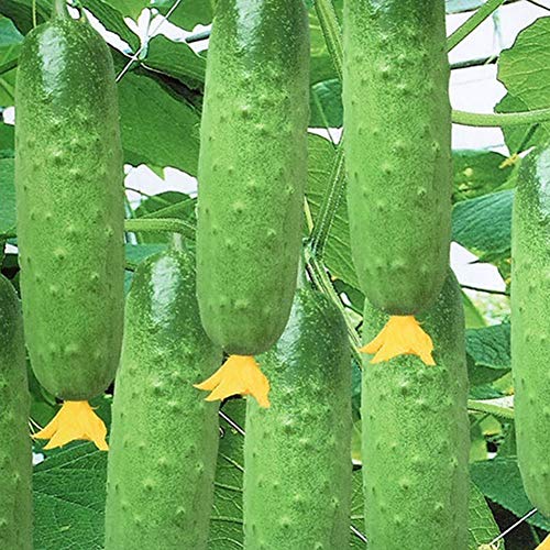 EDQZ-Cucumber Seeds, 50Pcs Delicious Vegetable Fruit Plant Home Garden Yard Decor, Easy to Plant, Plant Seeds, Gardening, Home Decor - Cucumber Seeds