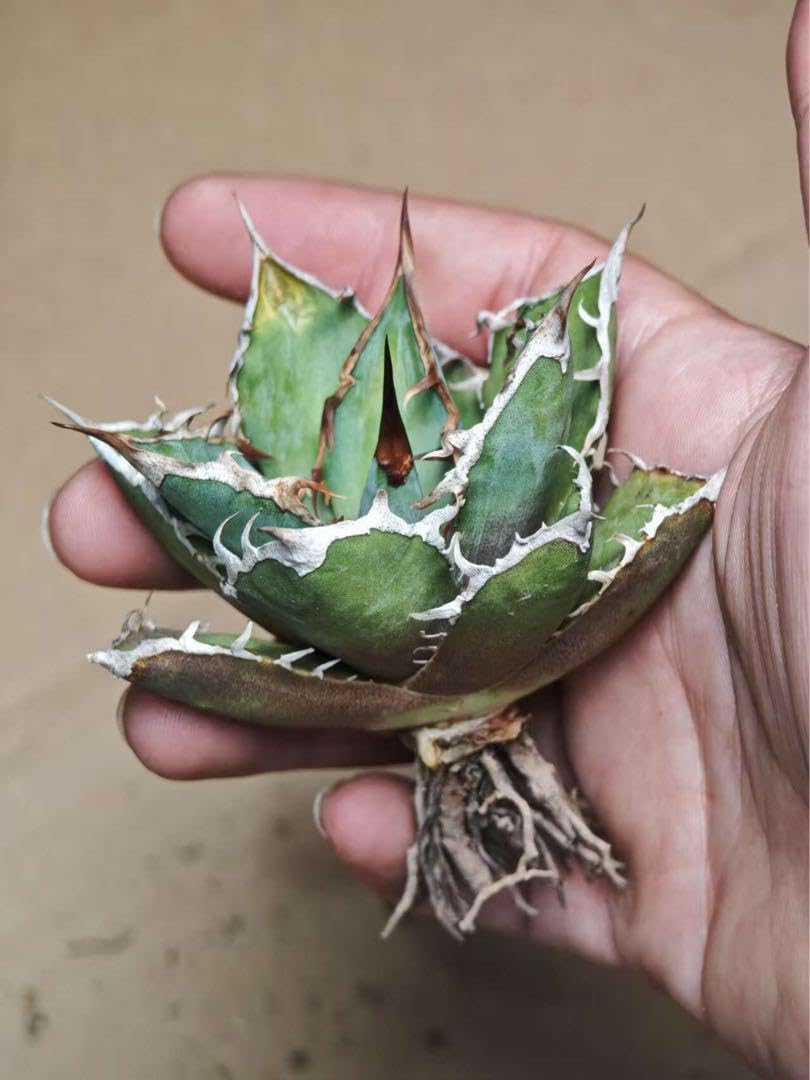 1 アガベ オテロイ オアハカ ズ ベビーオアハカ 発根済