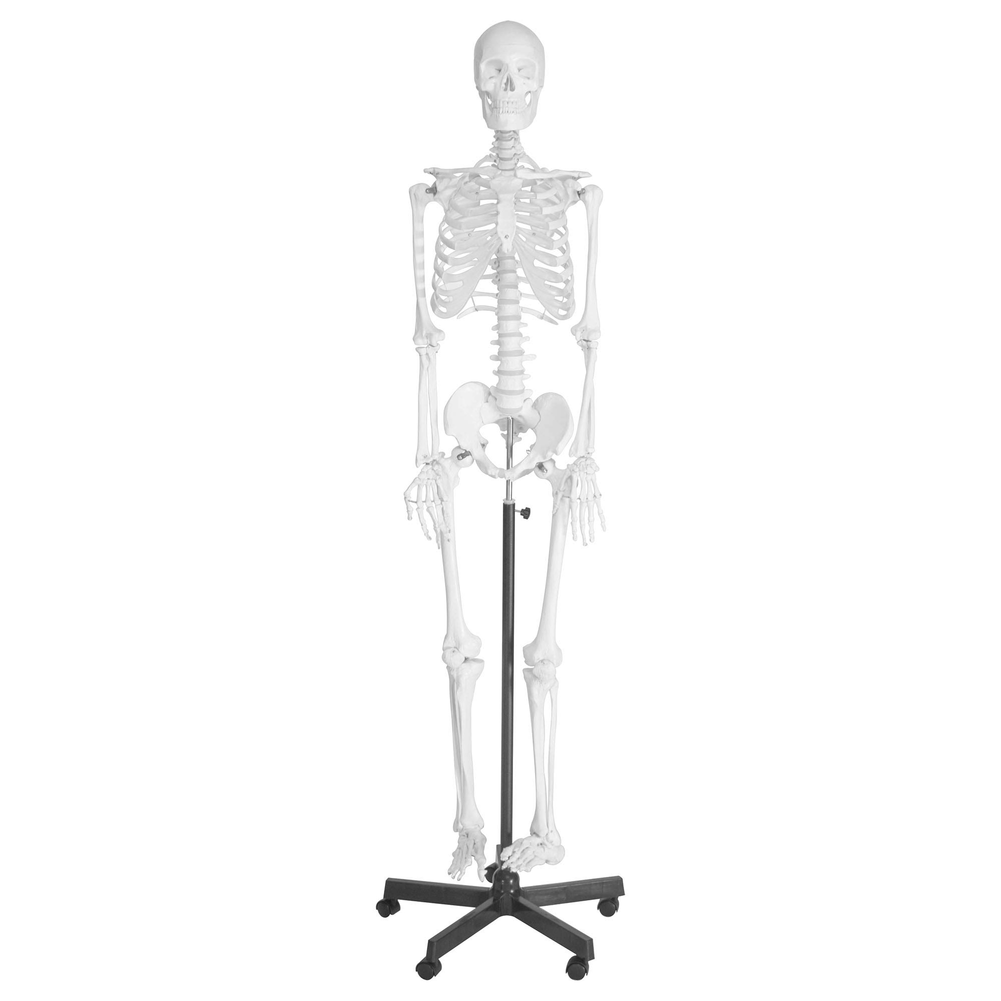 LABZIO Life-Size Human Skeleton Model (170 cm) | Anatomically Correct with Detailed Key Card | Durable PVC Construction for Medical Study, Teaching, Chiropractic & Physiotherapy Education
