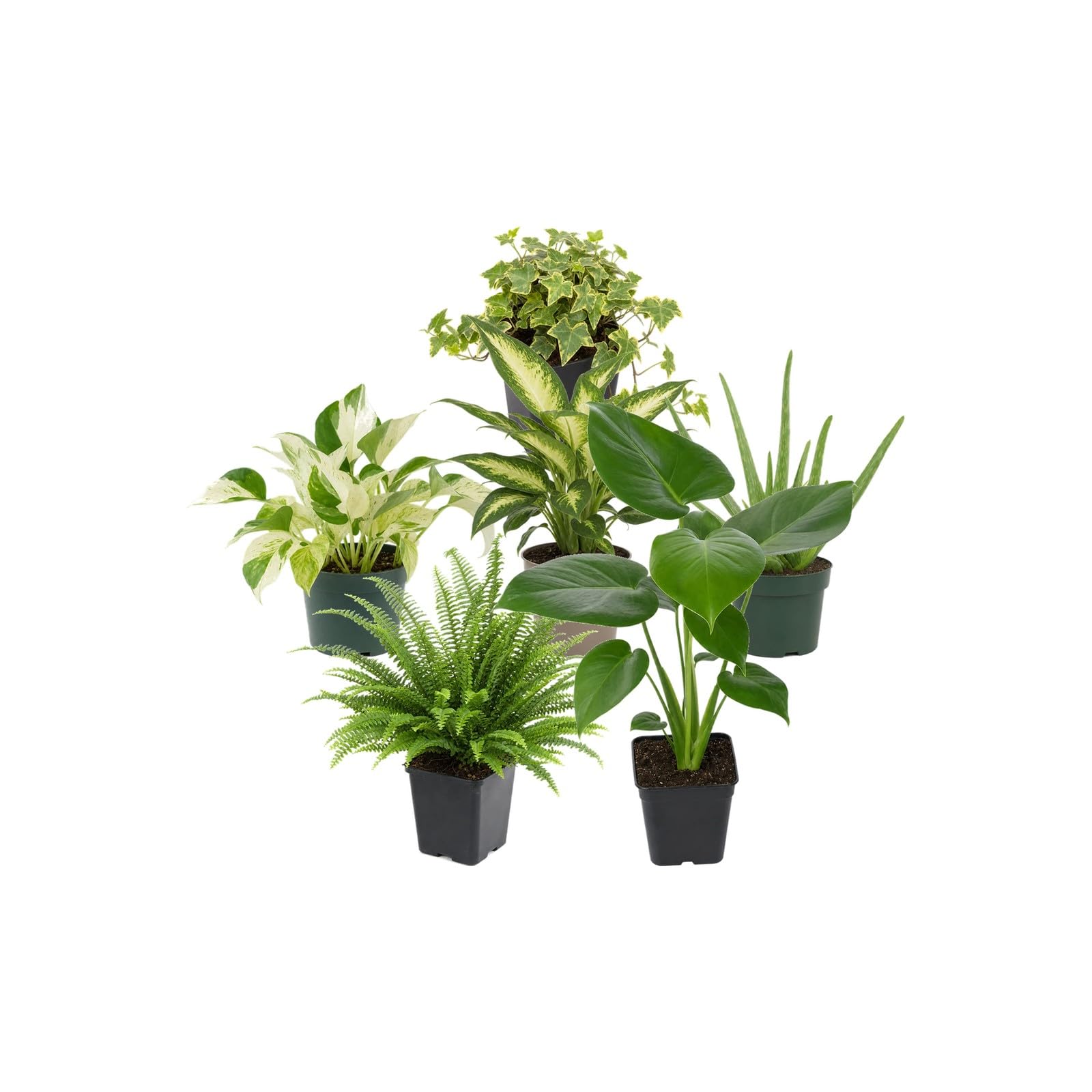 DECOALIVE Selección 6 Plantas de Interior: Salón y Zona de Estar