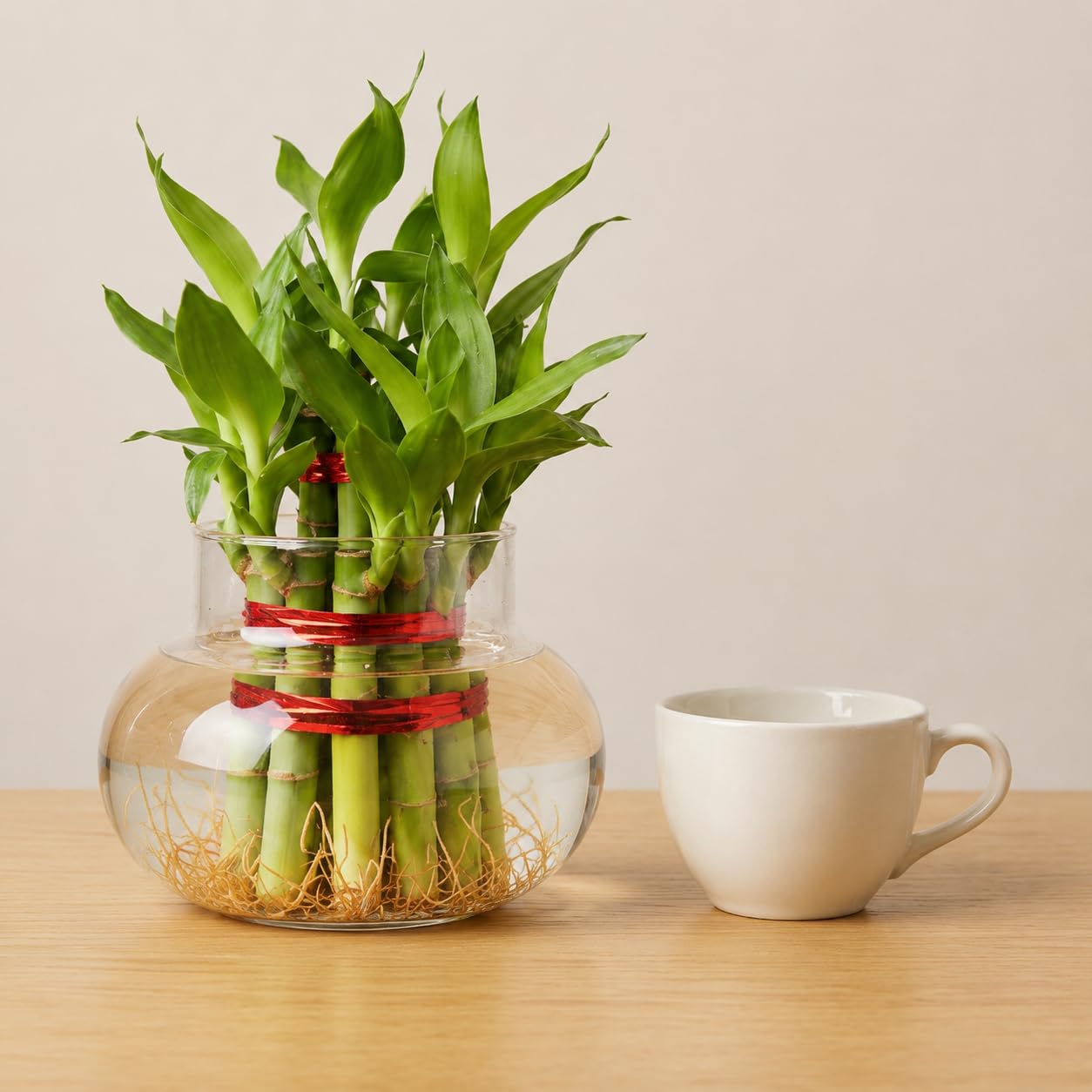 Lucky Bamboo Plant - Good Luck & Air Purification -3