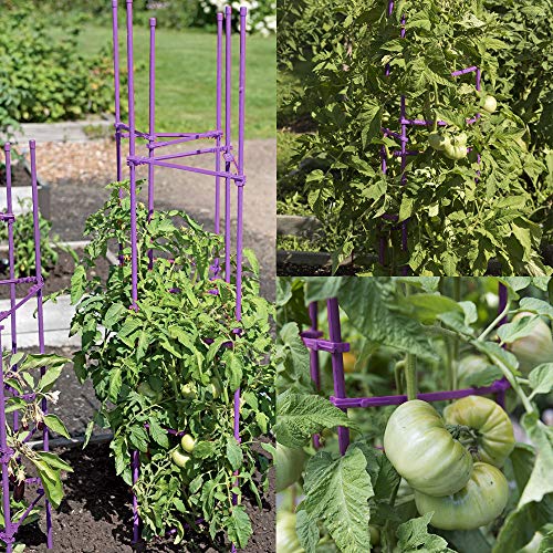Growsun 5-ft 6-Pack Purple Tomato Supports Cage Plant Garden Stakes for Cucumber Fences Beans, 40 Counts Clips Include