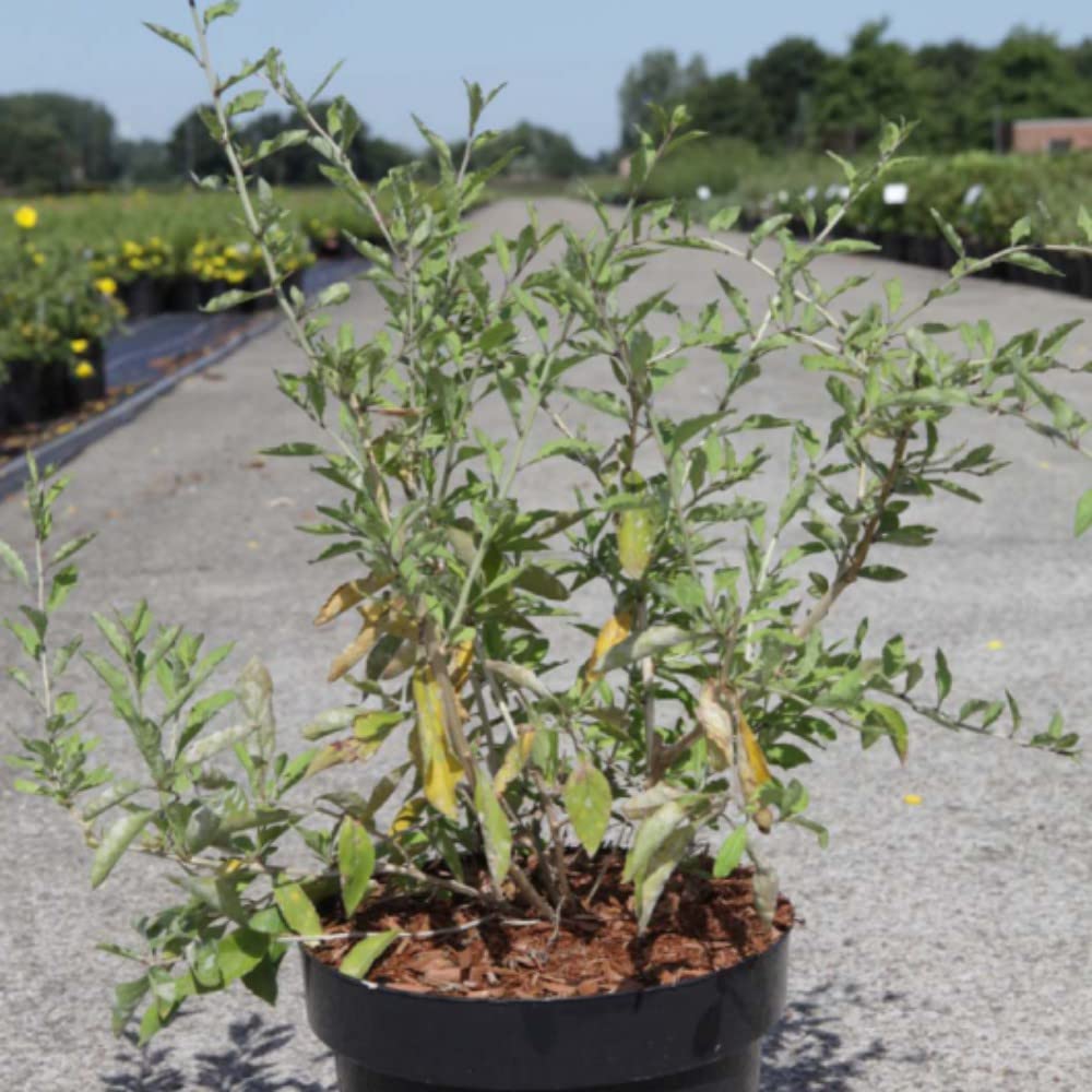 Goji Berry 'Big Lifeberry' Plant Lycium barbarum halimifolium Hardy Shrub Purple-Pink Blooms Low-Maintenance Easy to Grow Fruit 1 x 3.6 Litre Potted Plants by Thompson and Morgan